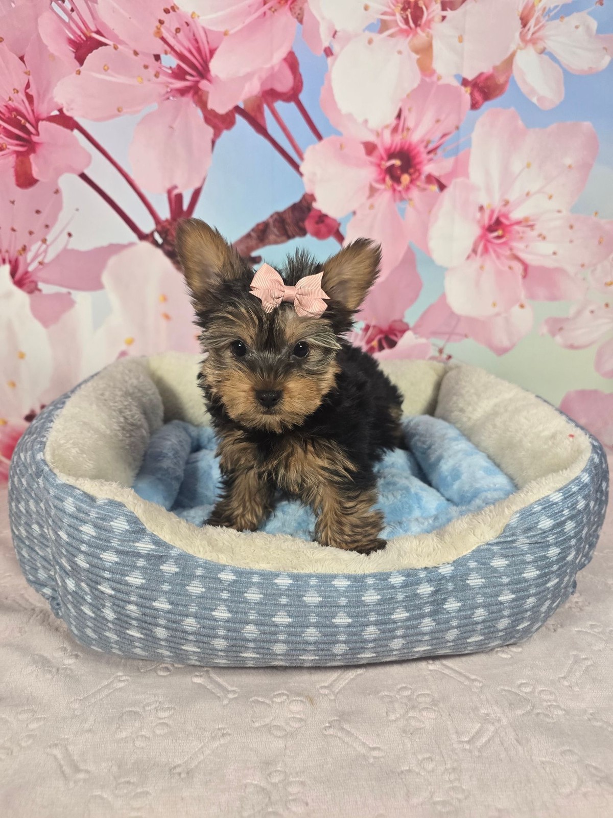 teacup-puppy-store-in-norcross-ga-precious-petite-puppies