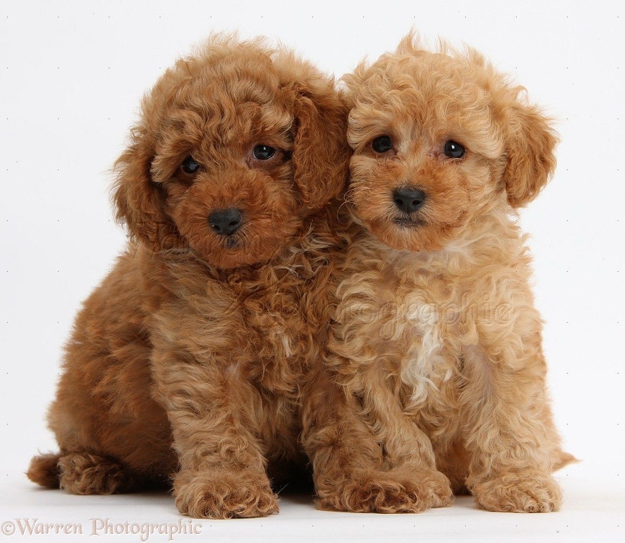 Adorable Tiny Puppies